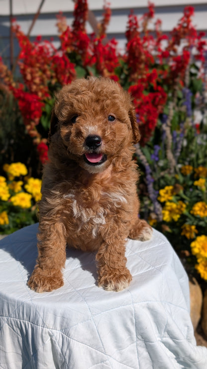MINI GOLDENDOODLE (08/15) MALE