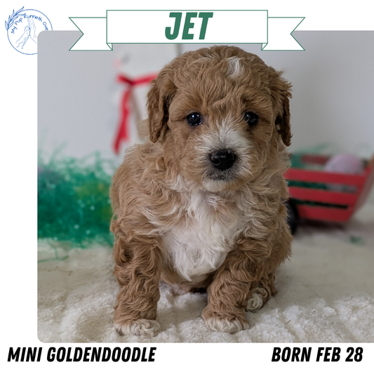 MINI GOLDENDOODLE (02/28) MALE