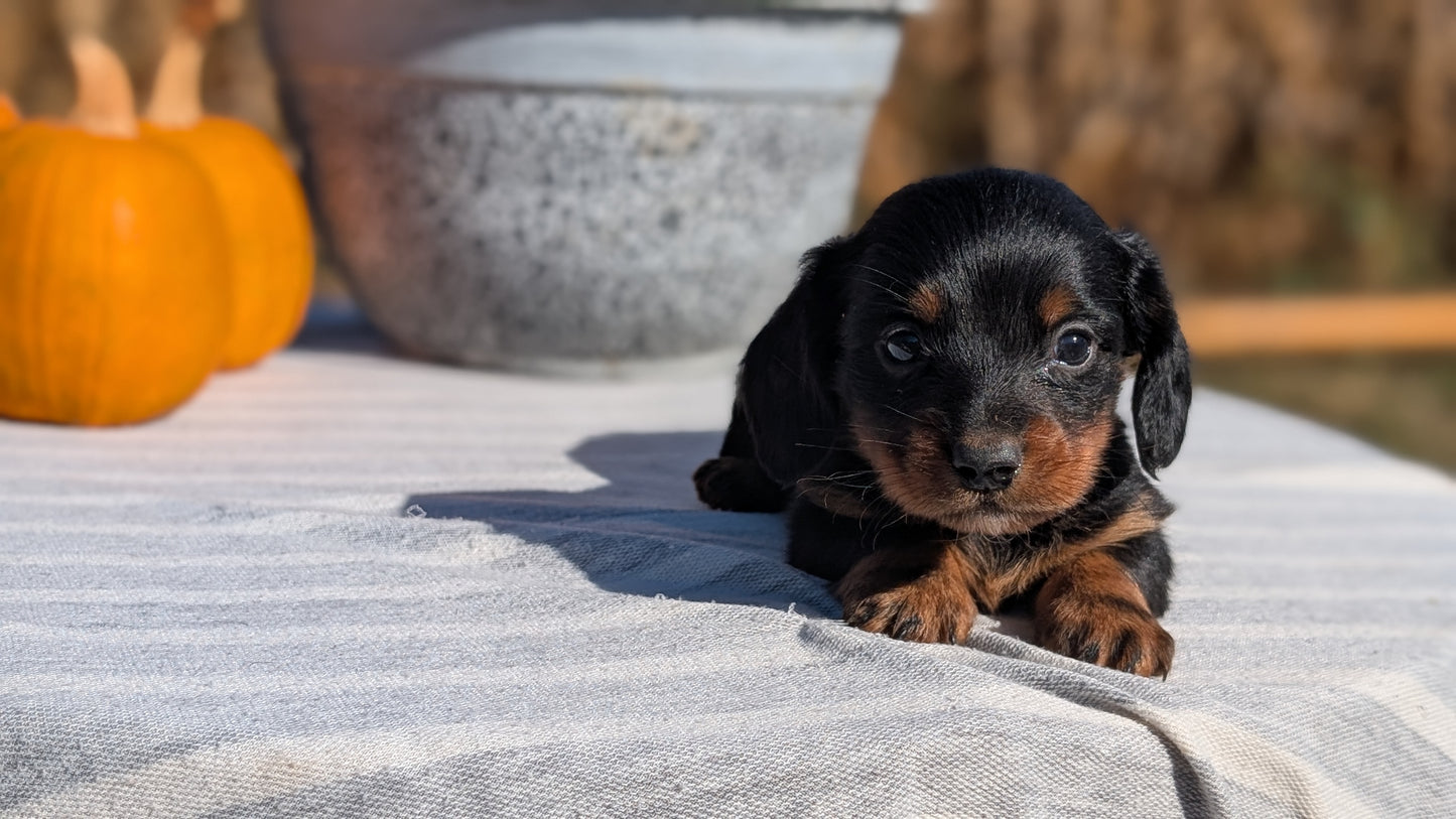 MINI DACHSHUND (09/01) MALE
