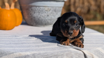 MINI DACHSHUND (09/01) MALE