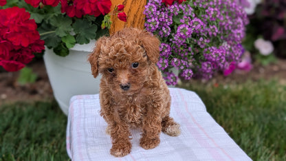 TOY POODLE (JUN 15) FEMALE