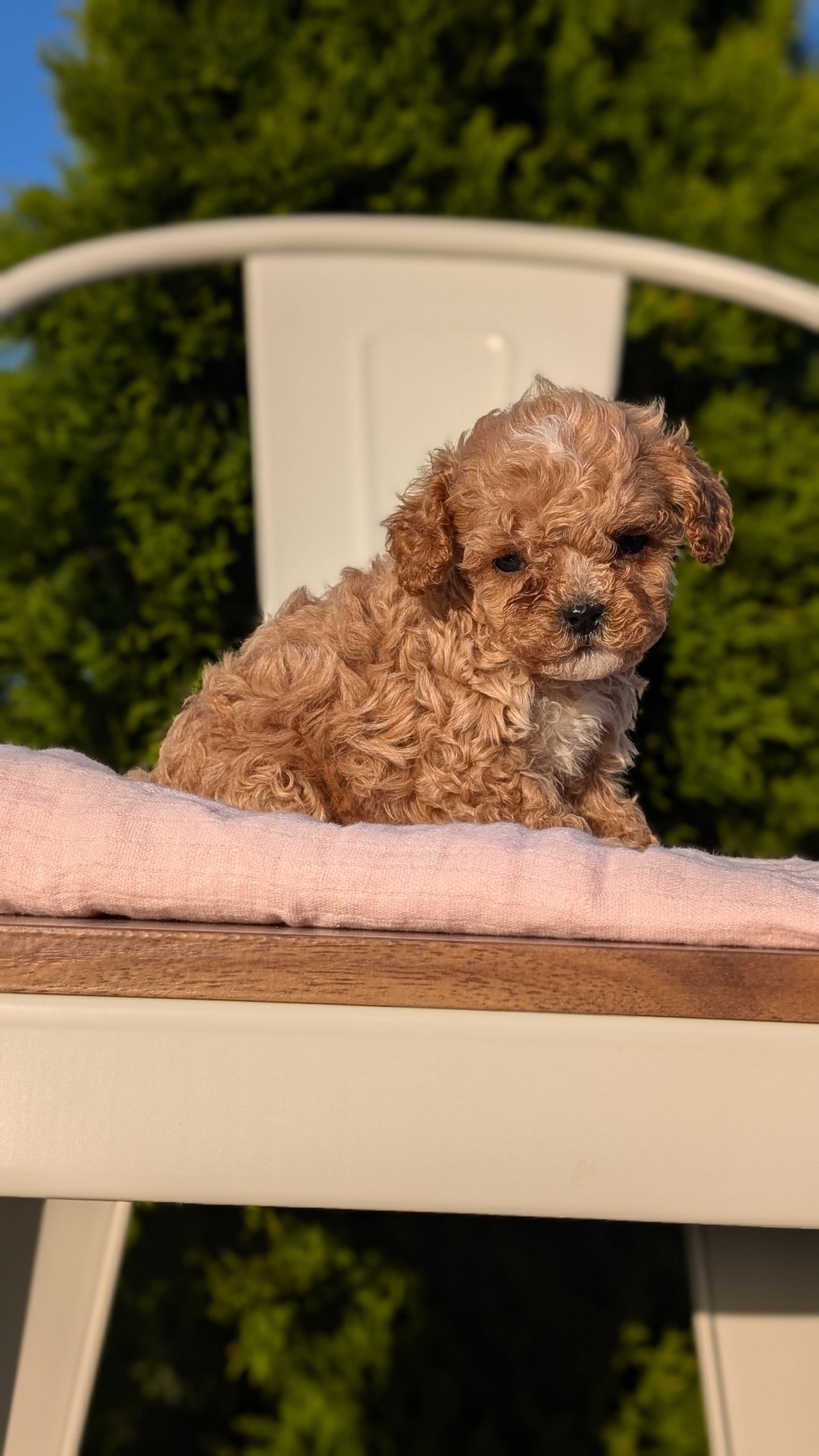 CAVAPOO (MAY 09) MALES
