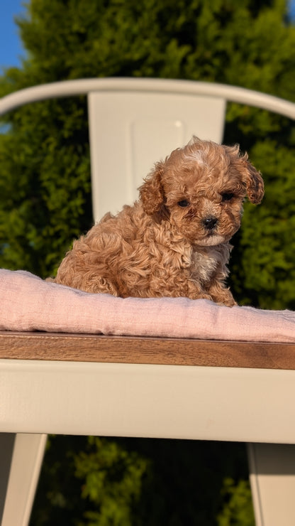 CAVAPOO (MAY 09) MALES