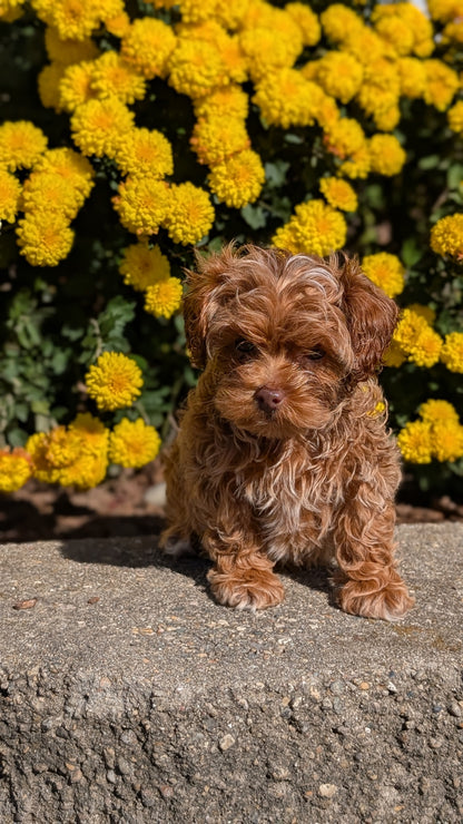 COCKAPOO (08/03) FEMALE