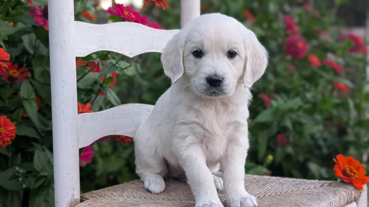 ENGLISH CREAM RETRIEVER (AUG 19) 3 MALES/4 FEMALES