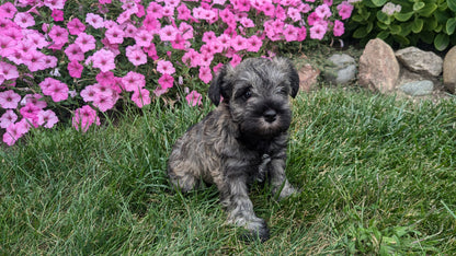 MINI SCHNAUZER (07/26) FEMALE