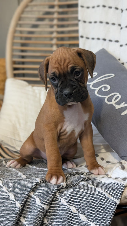 BOXER (OCT 12) MALES