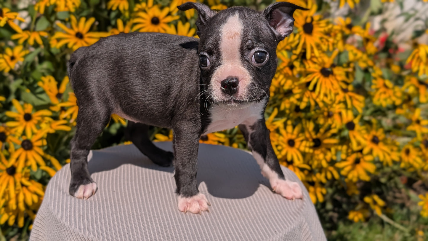 BOSTON TERRIER (JUL 11) 4 FEMALES/4 MALES