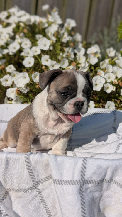FRENCH BULLDOG (07/03) FEMALE