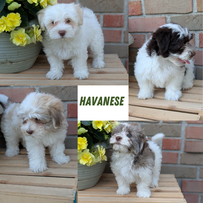 HAVANESE (APR 09) MALES