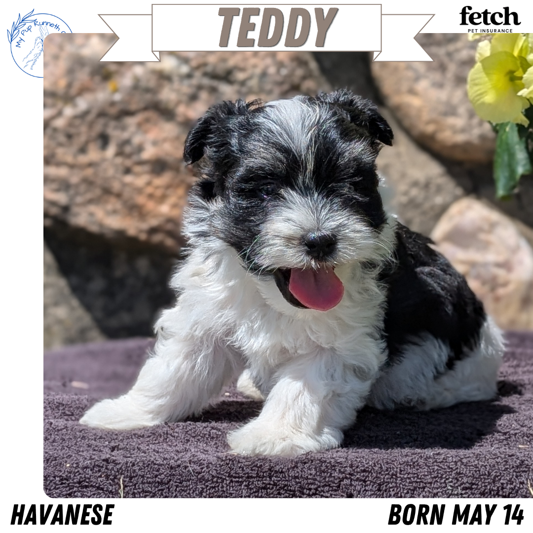HAVANESE (MAY 14) MALES