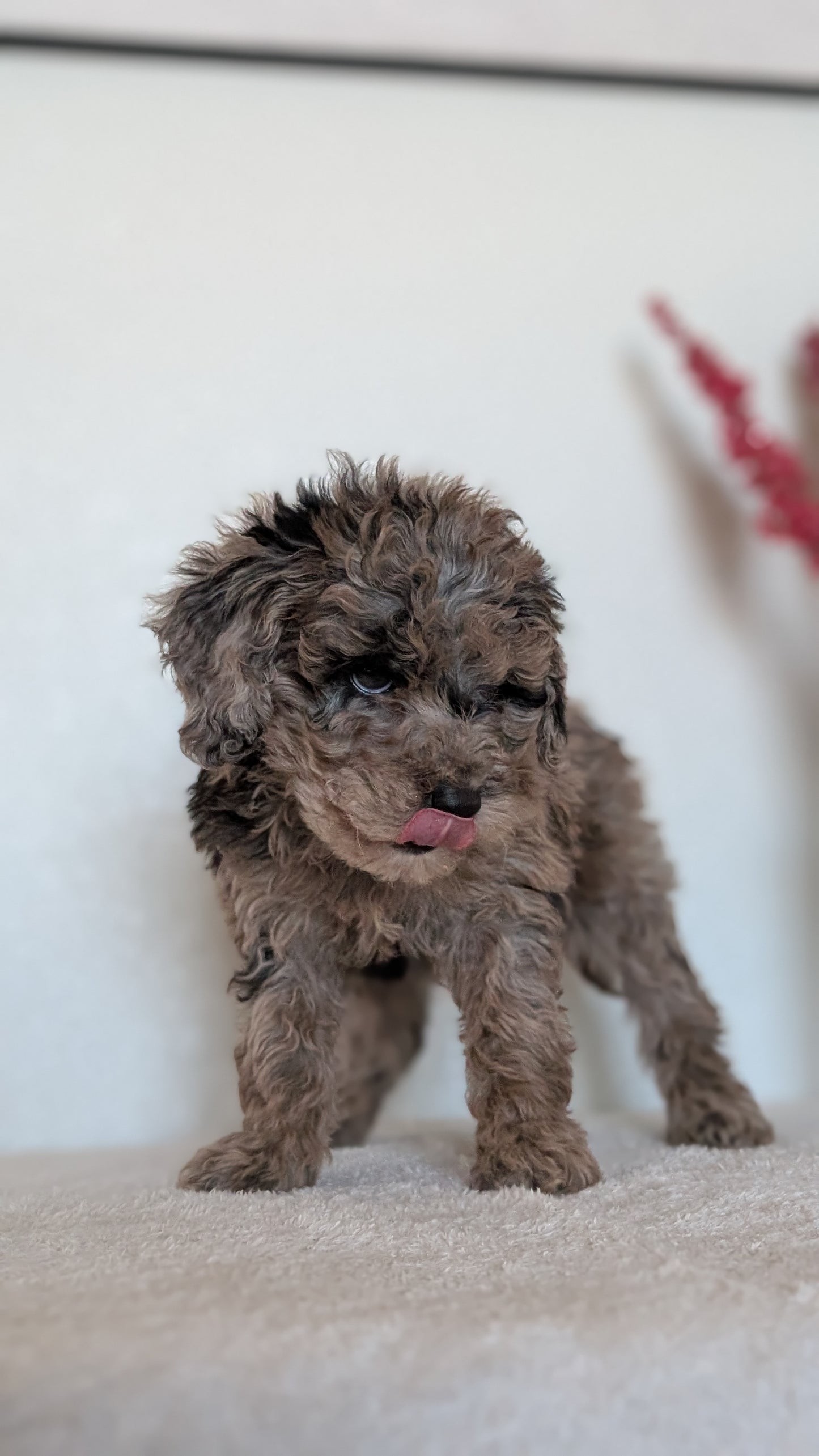 MINI BERNEDOODLE (OCT 15) FEMALES
