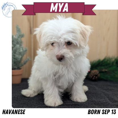 HAVANESE (09/13) FEMALE