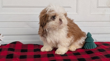 SHIH TZU (OCT 28) MALES