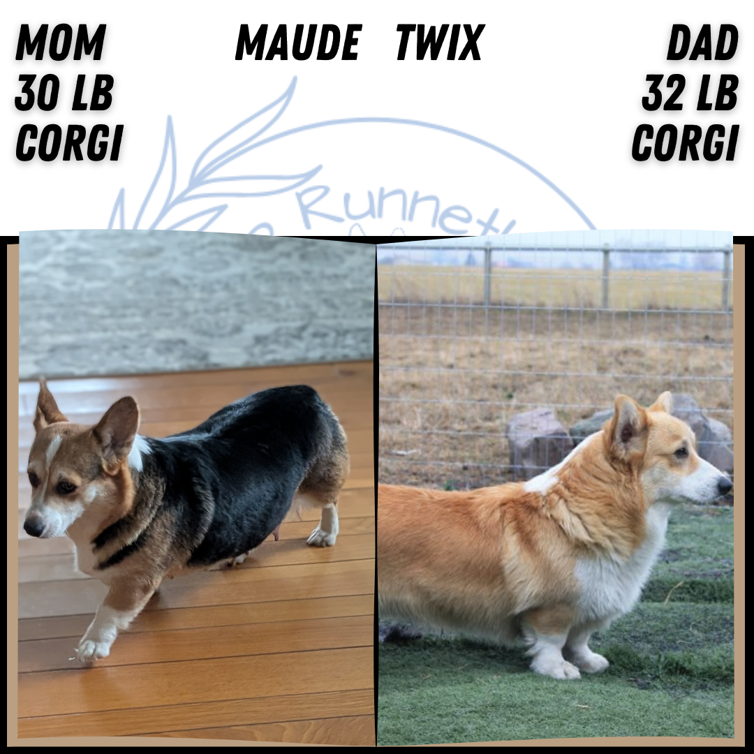 CORGI (JAN 05) MALES