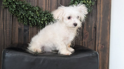 MALTESE (NOV 15) MALES