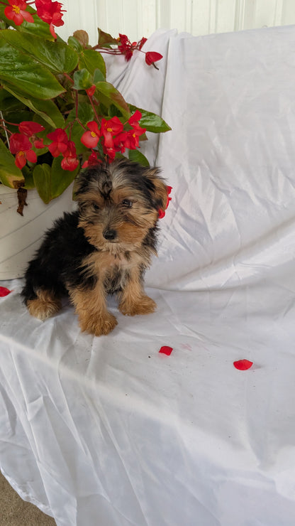 YORKSHIRE TERRIER (06/14) MALE