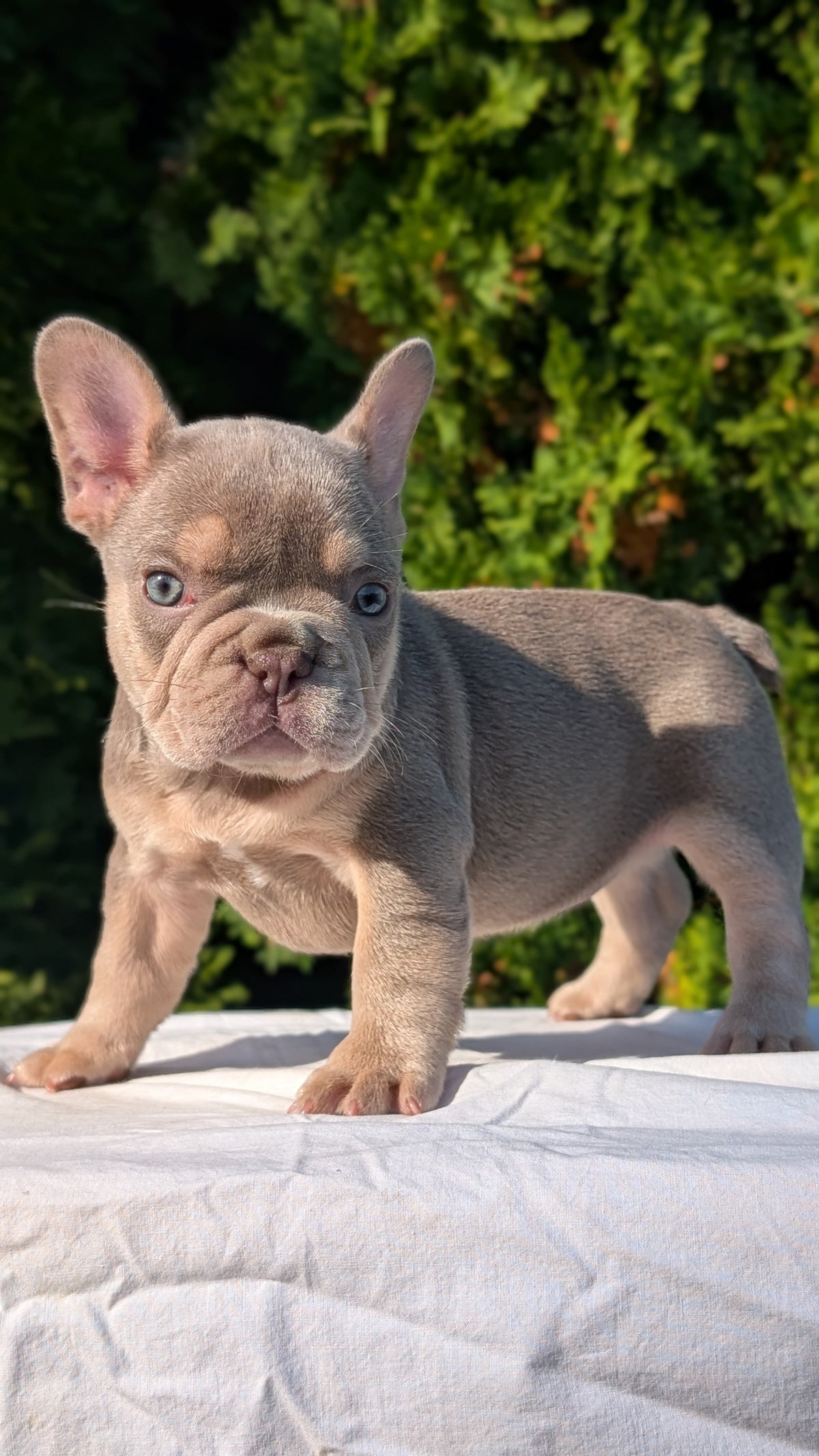 FRENCH BULLDOG (AUG 22) 3 MALES/1 FEMALE