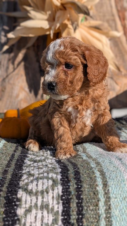 CAVAPOO (OCT 02) MALES