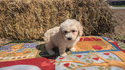 TEDDY BEAR (02/18) MALE