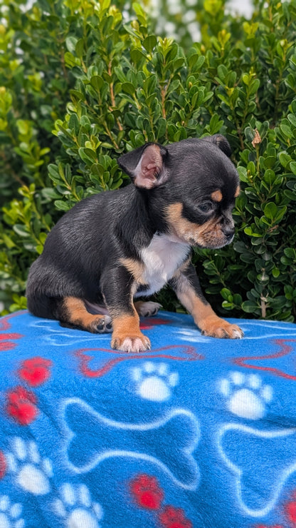 CHIHUAHUA (MAY 20) MALE