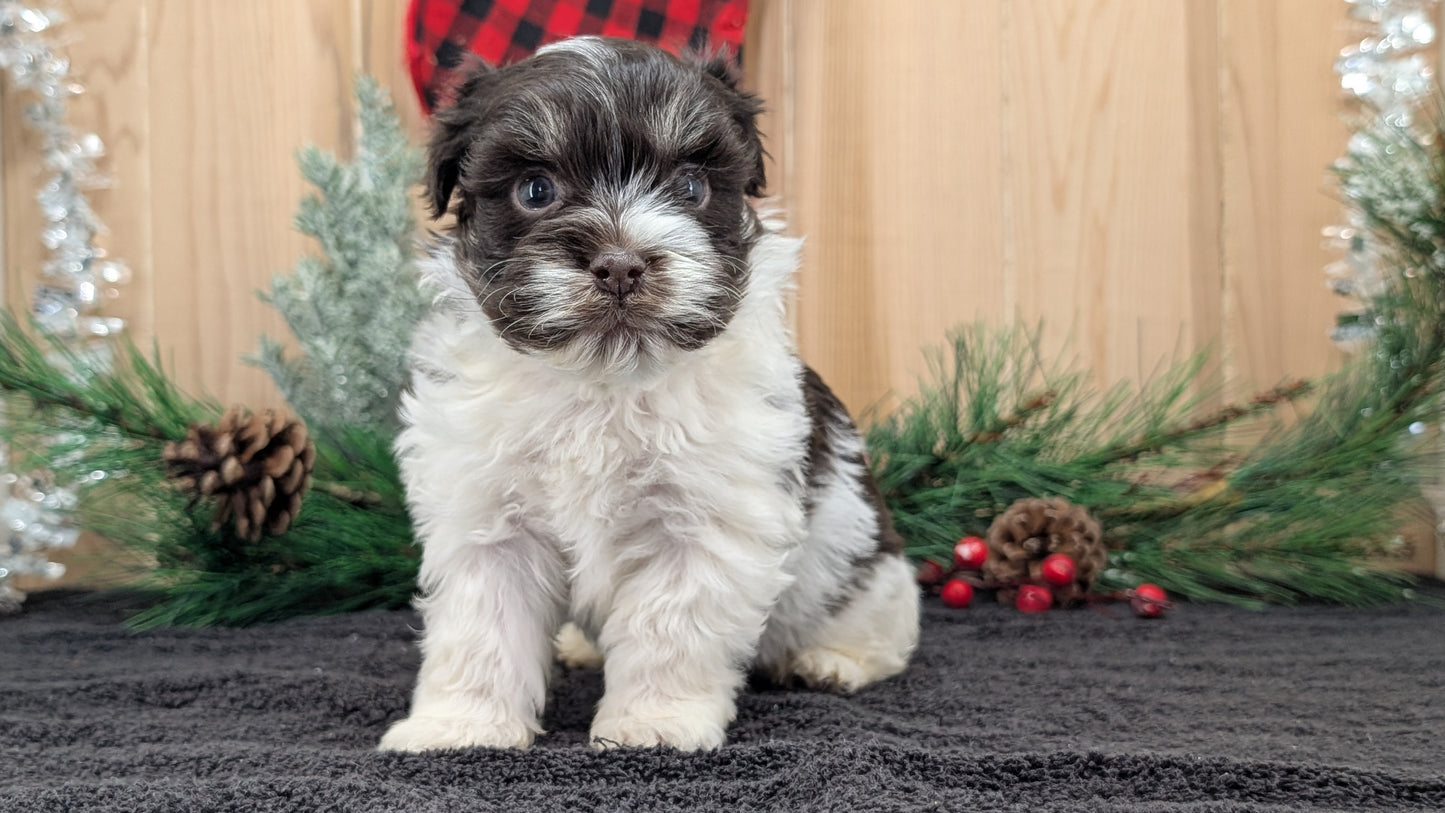HAVANESE (OCT 25) MALES
