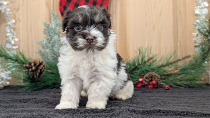 HAVANESE (OCT 25) MALES