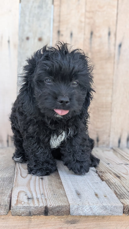 CAVAPOO (JUN 14) MALES