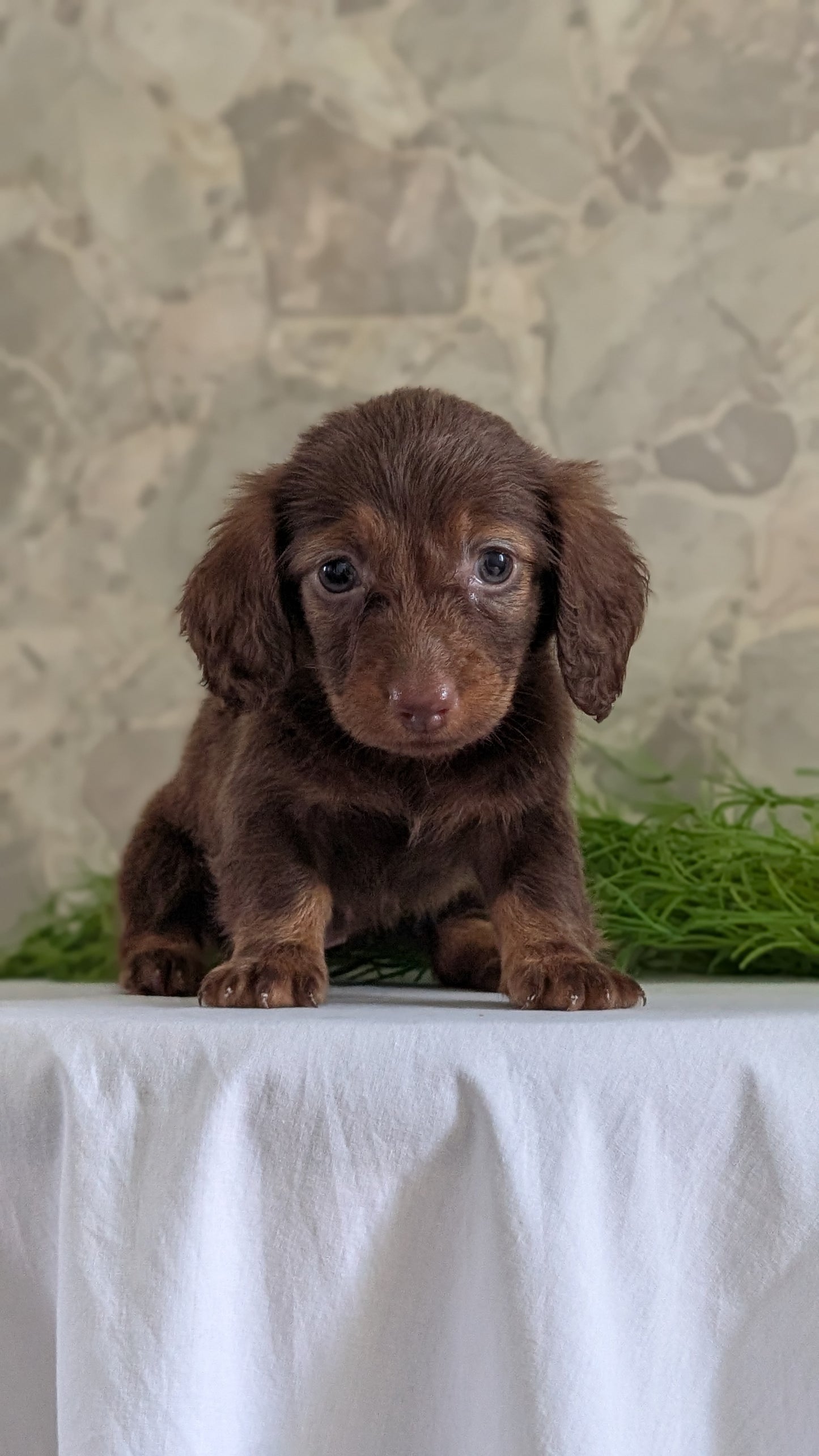 MINI DACHSHUND (APR 29) FEMALES