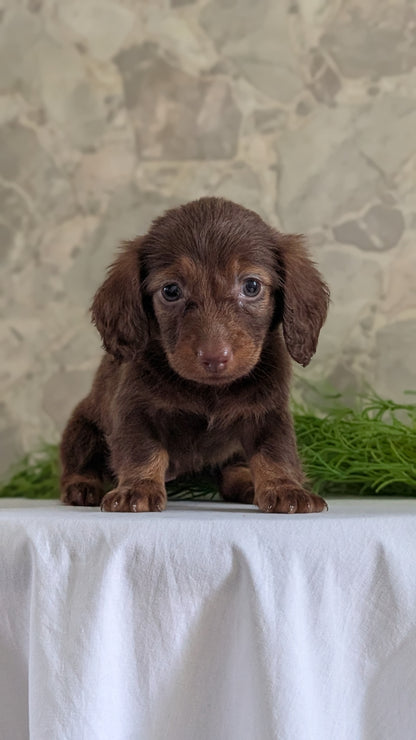 MINI DACHSHUND (APR 29) FEMALES