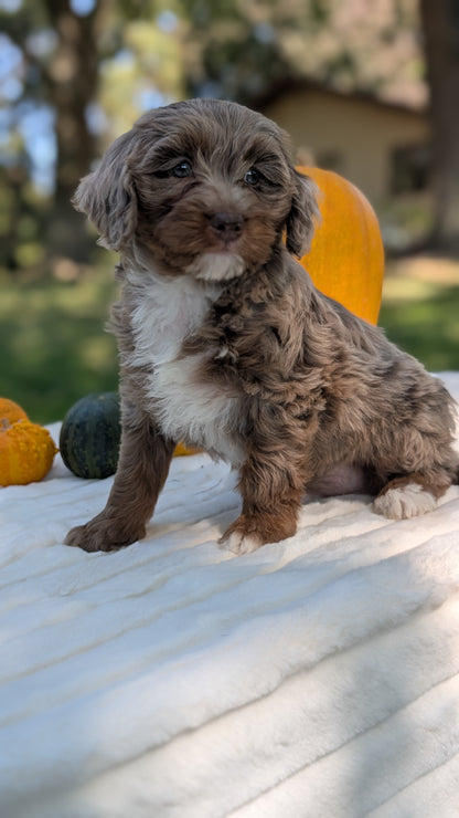 MINI BERNEDOODLE (07/25) FEMALE