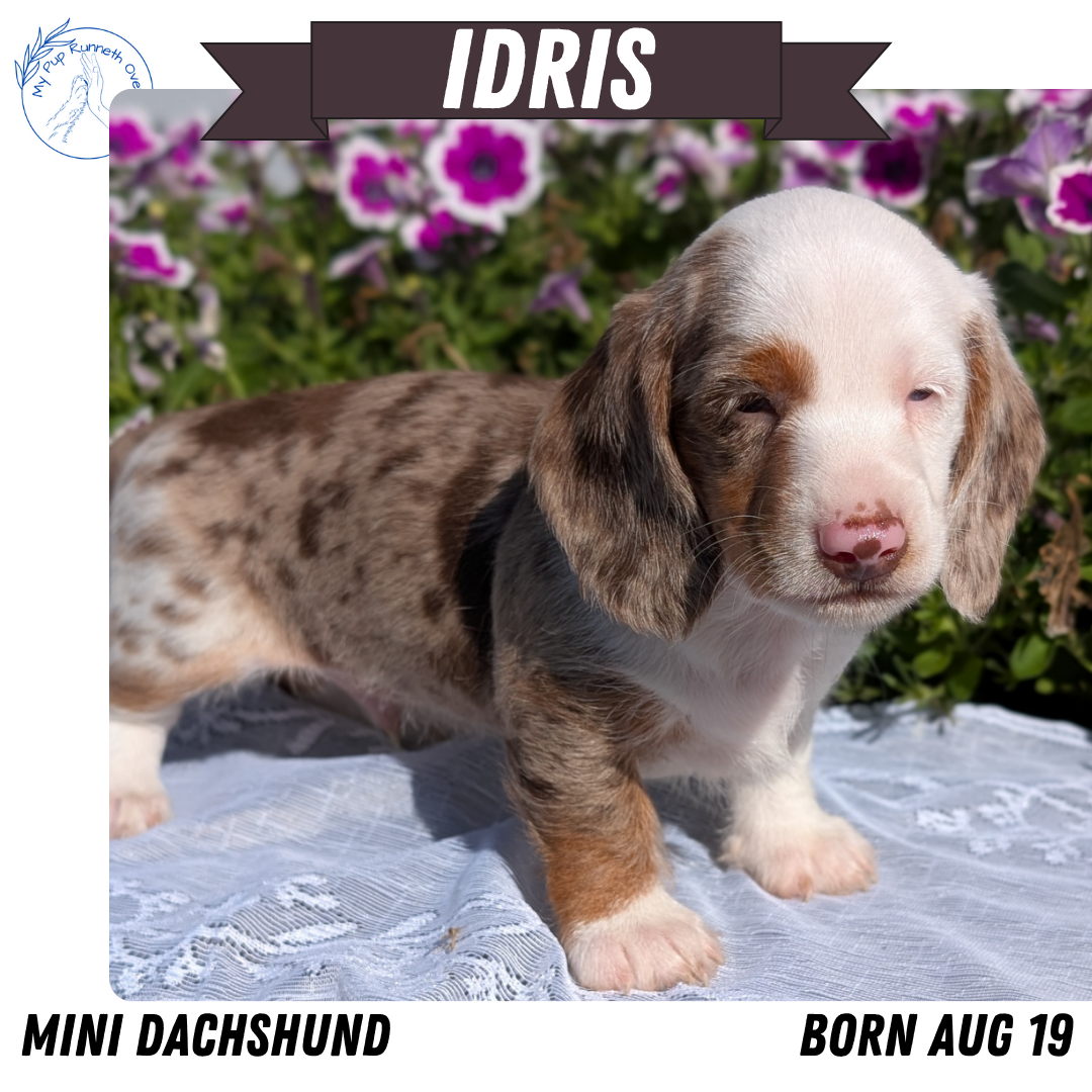 MINI DACHSHUND (08/19) MALE