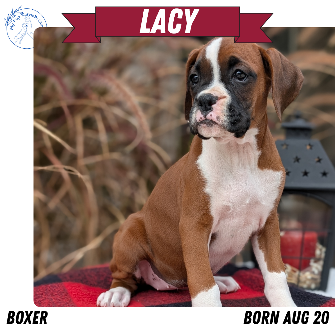 BOXER (08/20) FEMALE