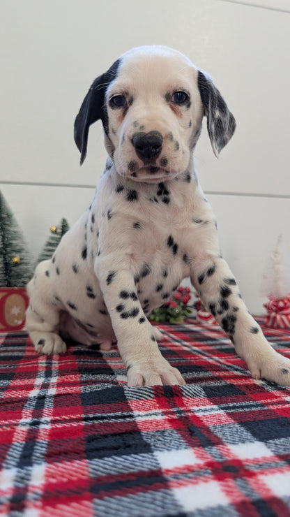 DALMATIAN (OCT 26) MALES