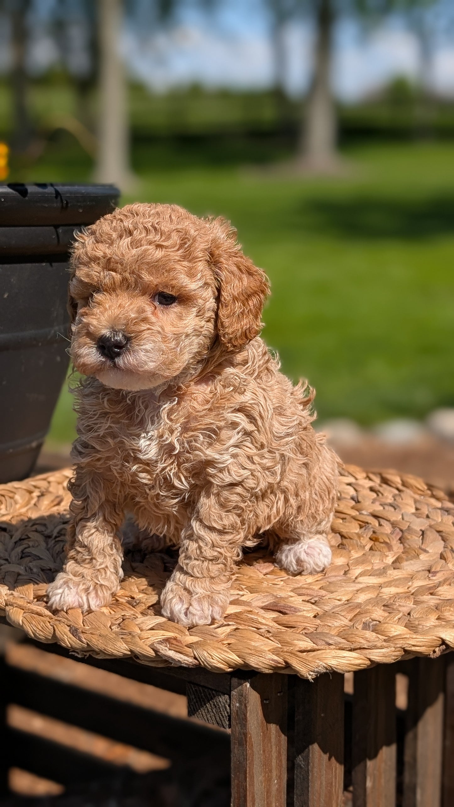 MINI POODLE (APR 03) FEMALES