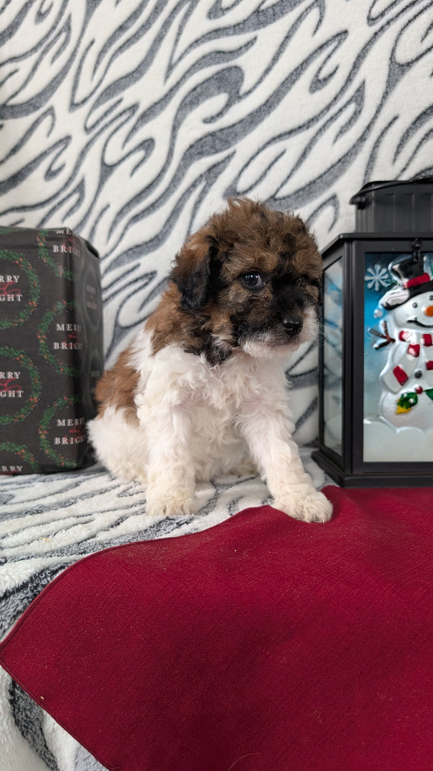 MINI LABRADOODLE (OCT 20) FEMALES