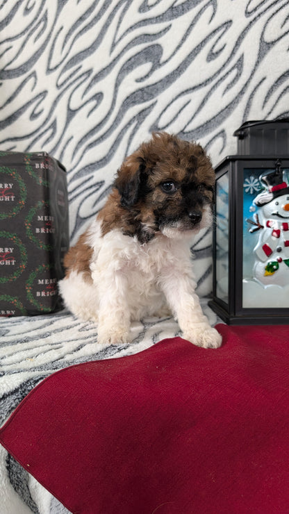 MINI LABRADOODLE (OCT 20) FEMALES