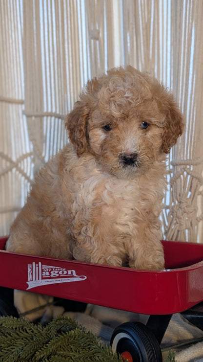 CAVAPOO (NOV 17) MALES