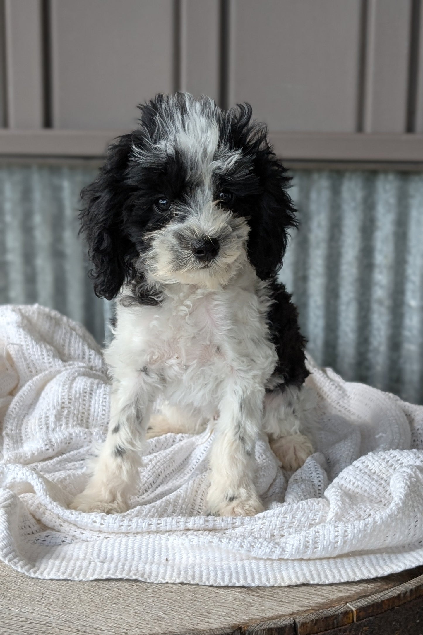 COCKAPOO (MAY 22) MALES