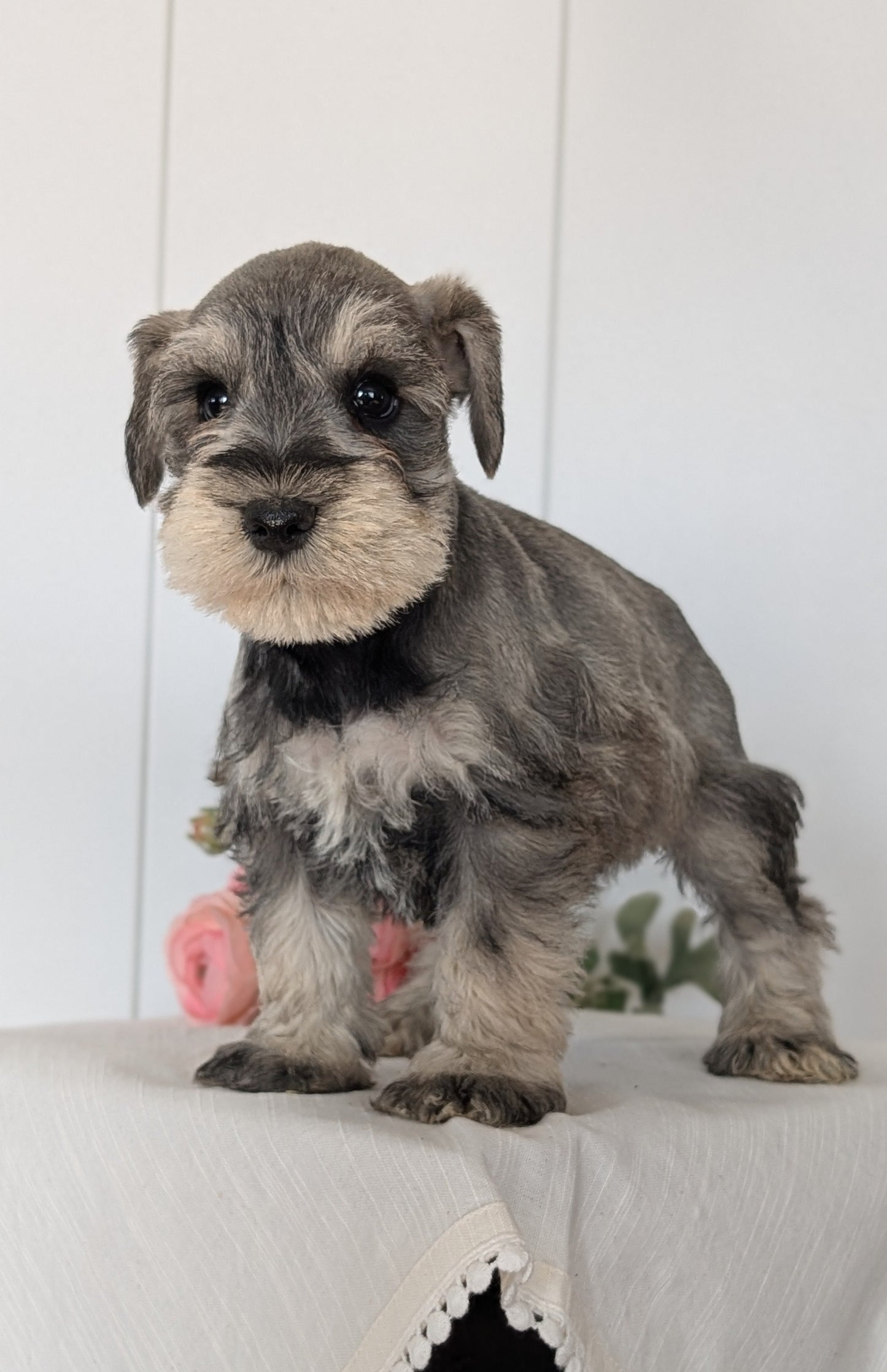 MINI SCHNAUZER (JAN 14) MALES