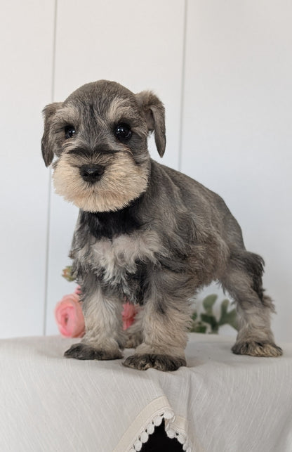 MINI SCHNAUZER (JAN 14) MALES