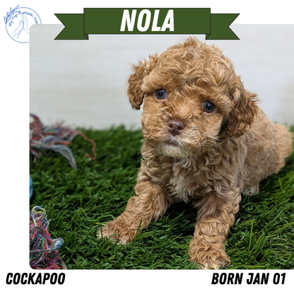 COCKAPOO (01/01) FEMALE