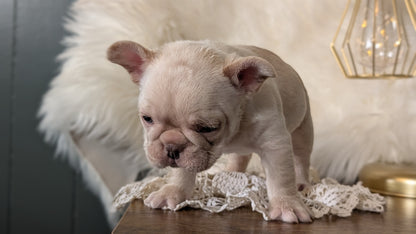 FRENCH BULLDOG (FEB 09) MALE