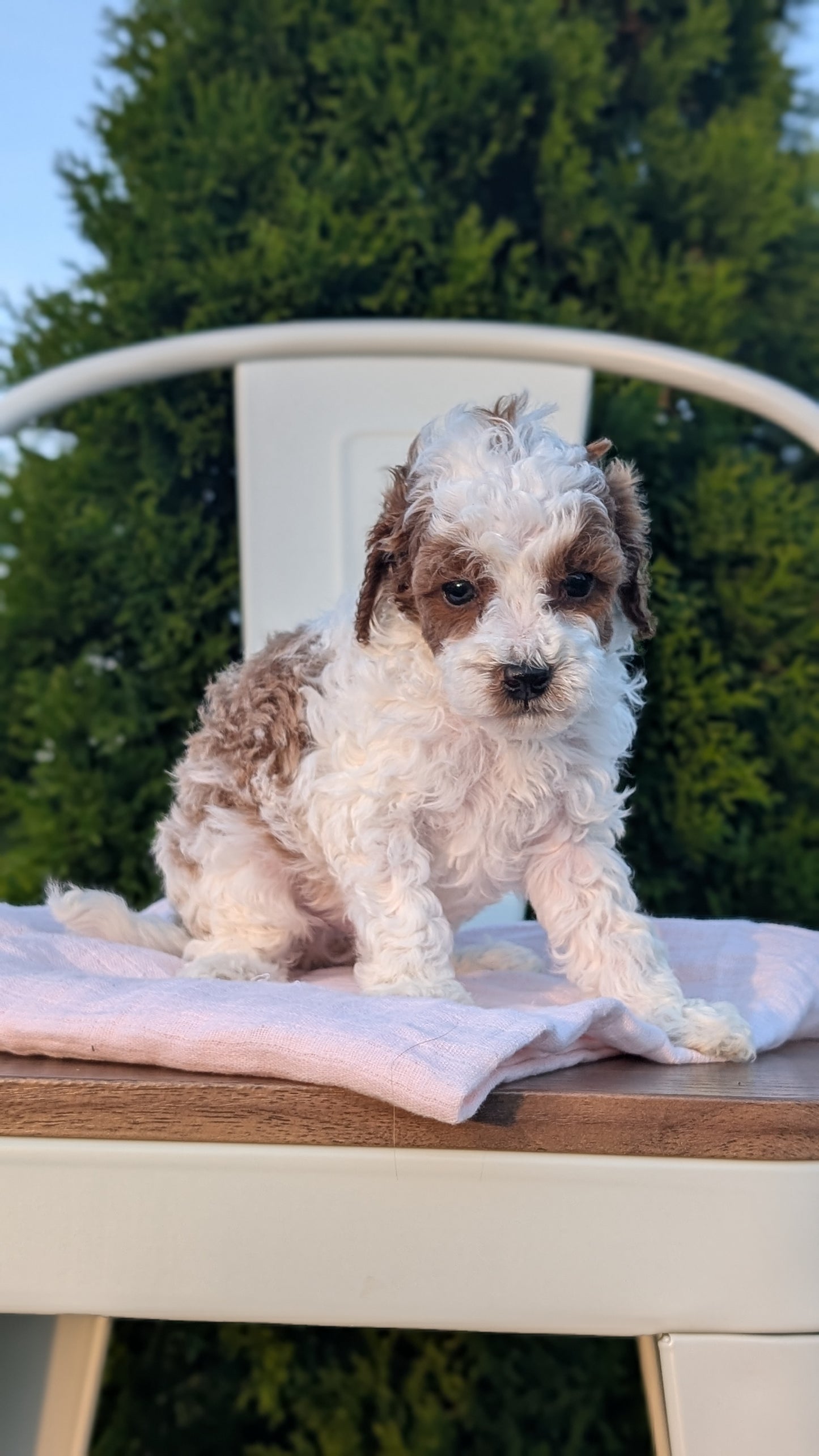 MINI POODLE (MAY 12) MALES
