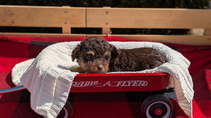 TOY POODLE (01/23) FEMALE