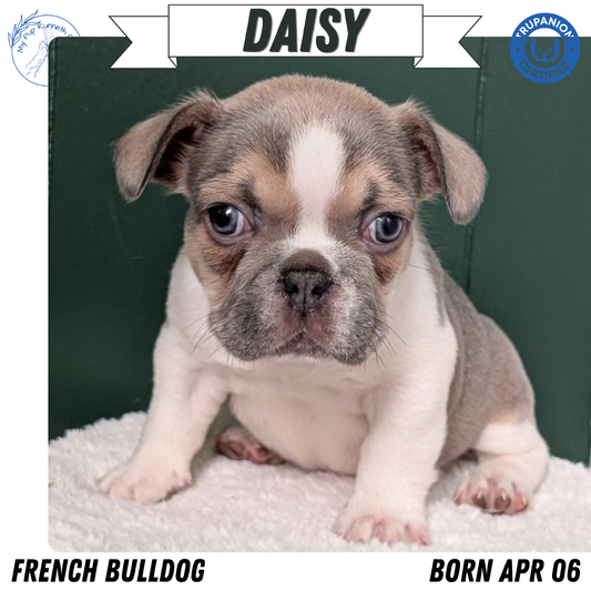 FRENCH BULLDOG (APR 06) FEMALE