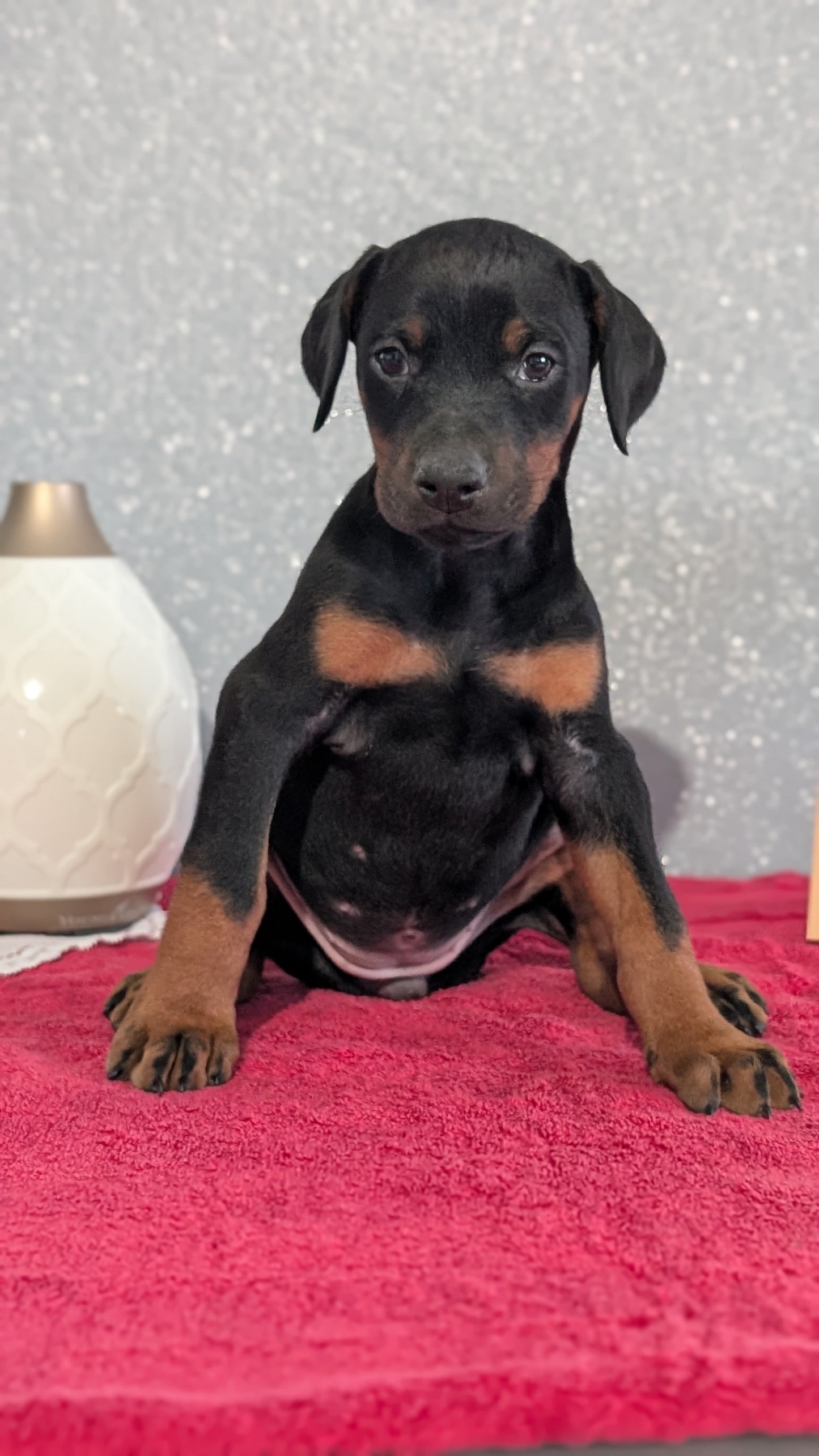 DOBERMAN PINSCHER (OCT 17) FEMALES