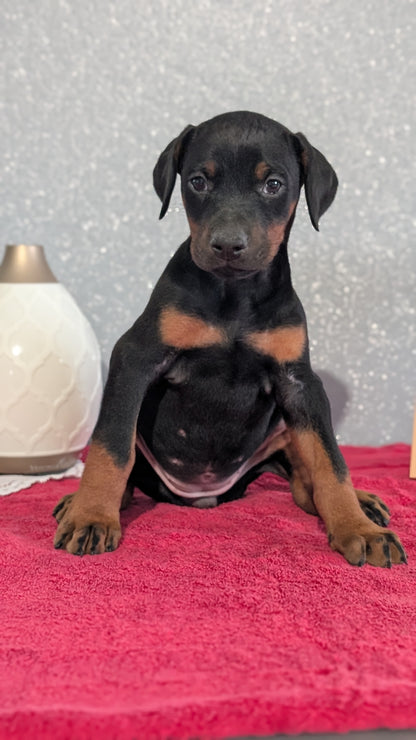 DOBERMAN PINSCHER (OCT 17) FEMALES