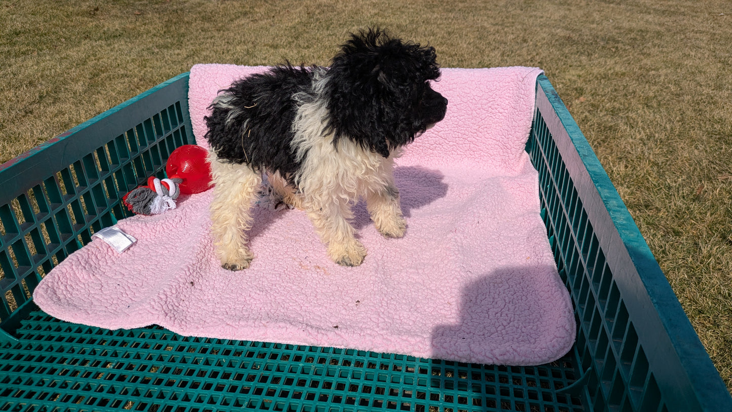 COCKAPOO (12/12) FEMALE