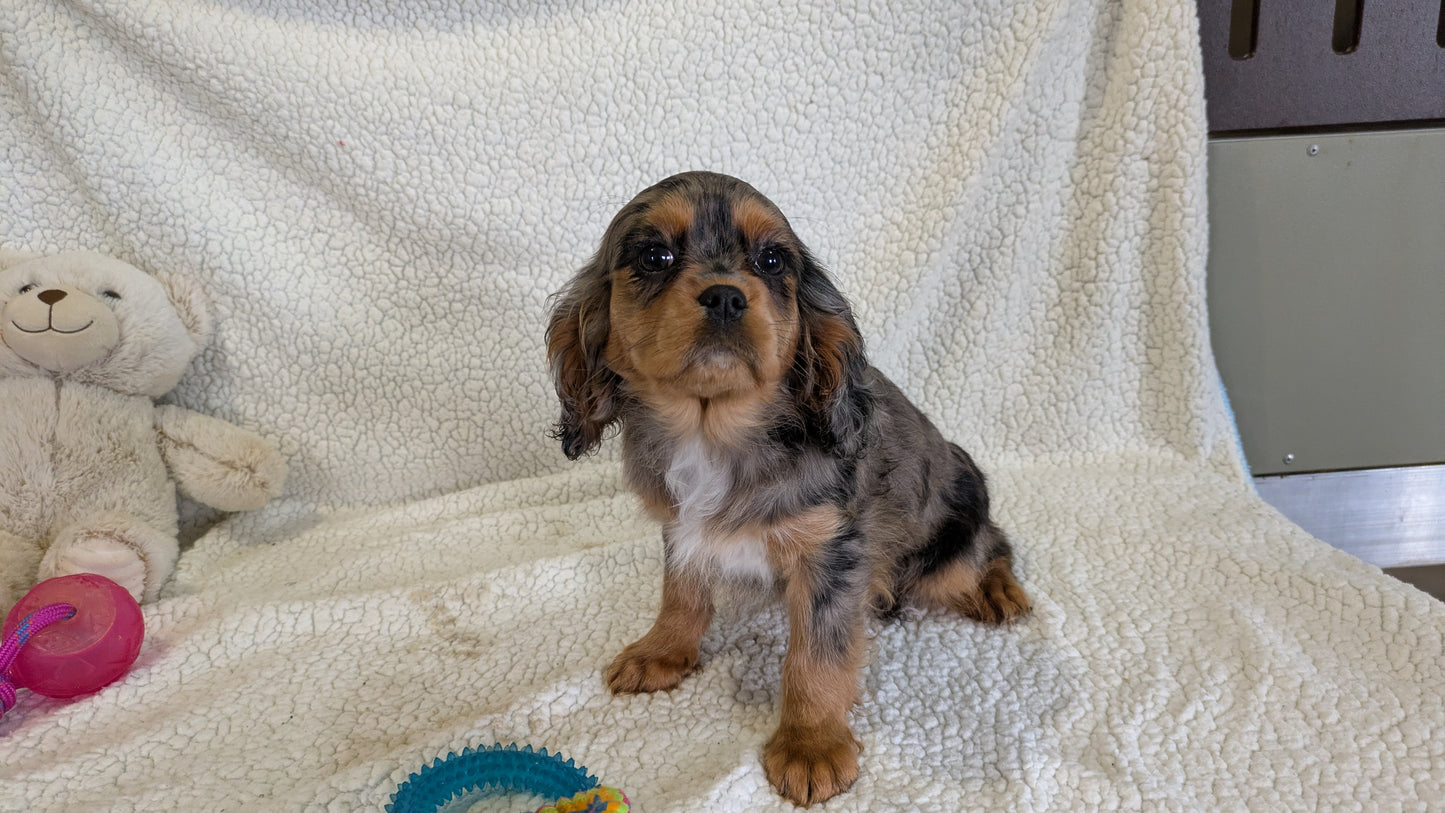 CAVALIER (12/22) FEMALE